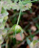 Linum grandiflorum