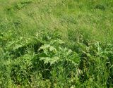 Heracleum sosnowskyi