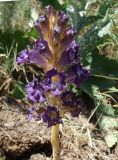 Orobanche amoena. Соцветие. Кыргызстан, Чуйская обл., окр. г. Бишкек восточнее с. Орто-Сай, предгорье, холм. 04.06.2019.