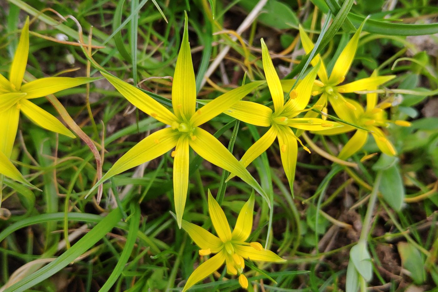 Изображение особи Gagea graminifolia.