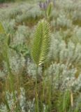 Agropyron pectinatum. Колос. Украина, г. Запорожье, балка Березноватая, степной участок. 05.06.2020.