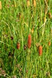 Typha laxmannii