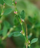 Polygonum arenastrum