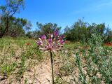 Allium caspium