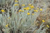 Tanacetum achilleifolium. Цветущее растение. Крым, окр. Феодосии, Баракольская долина, нарушенная степь. 31 мая 2021 г.