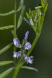 Vicia loiseleurii