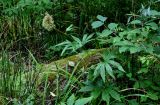 Filipendula palmata. Верхушка плодоносящего растения (рядом растут Equisetum hyemale и Philadelphus). Приморье, Хасанский р-н, Кравцовские водопады, широколиственный лес, берег ручья. 01.08.2021.