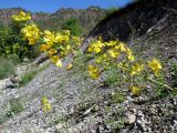 Hypericum elongatum. Верхушка цветущего растения. Казахстан, Туркестанская обл., Толебийский р-н, территория Сайрам-Угамского национального парка; Угамский хр., дол. р. Сайрам-Су, ≈ 1800 м н.у.м., щебнистая осыпь. 04.07.2019.