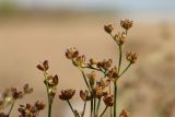 Juncus articulatus. Верхушки плодоносящих веточек. Ленинградская обл., окр. пос. Большая Ижора, берег Финского залива, тыльная сторона песчаного берегового вала. 02.10.2022.