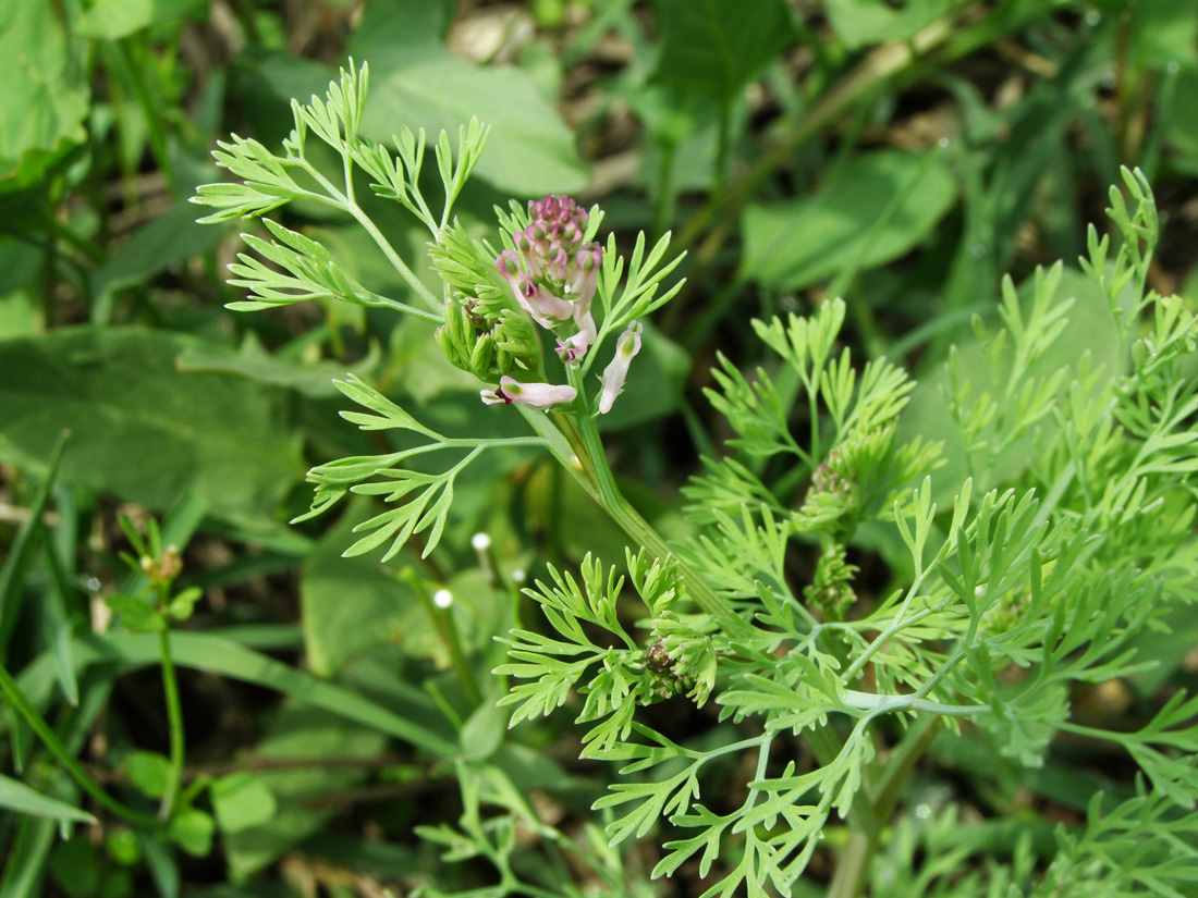 Image of Fumaria vaillantii specimen.