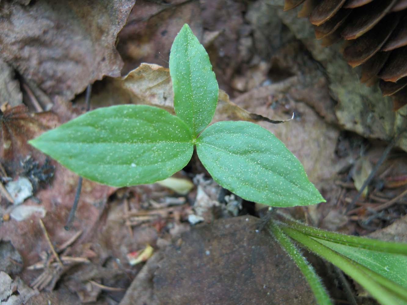 Изображение особи Paris quadrifolia.