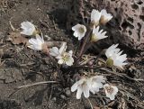 Hepatica asiatica