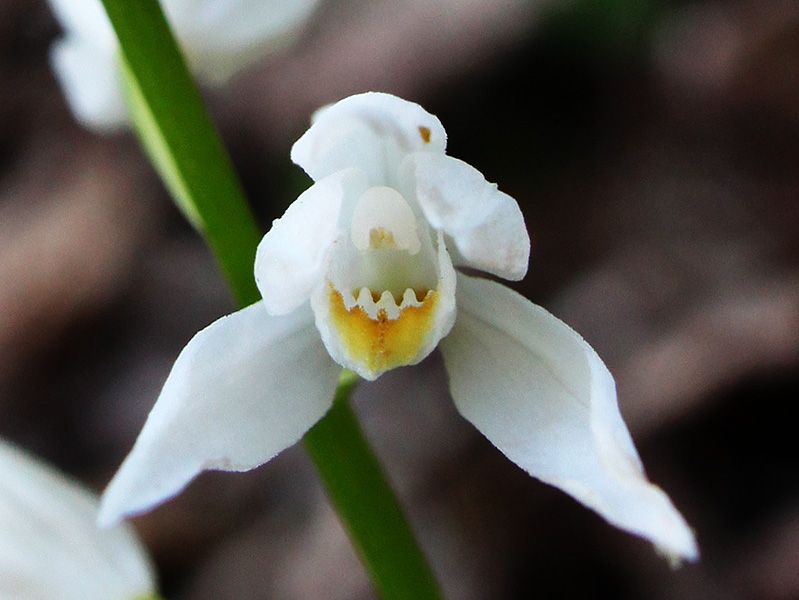 Изображение особи Cephalanthera longifolia.