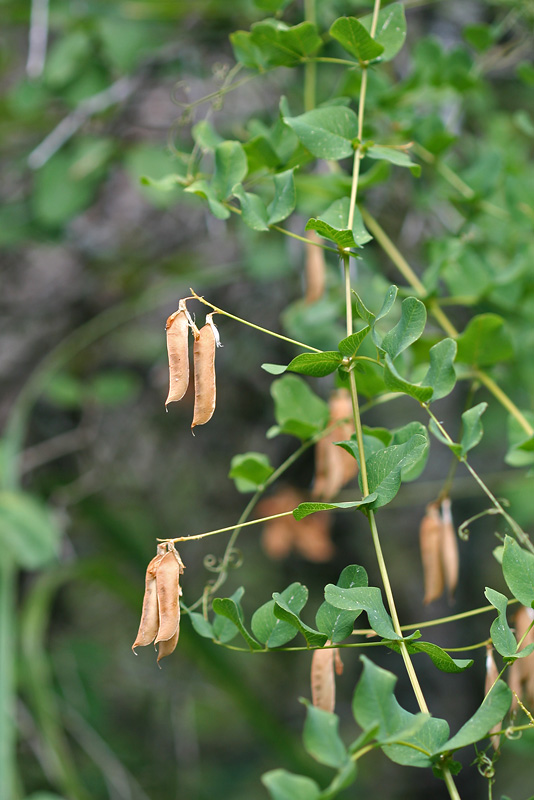 Изображение особи Vicia pisiformis.