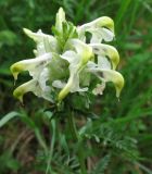 Pedicularis compacta