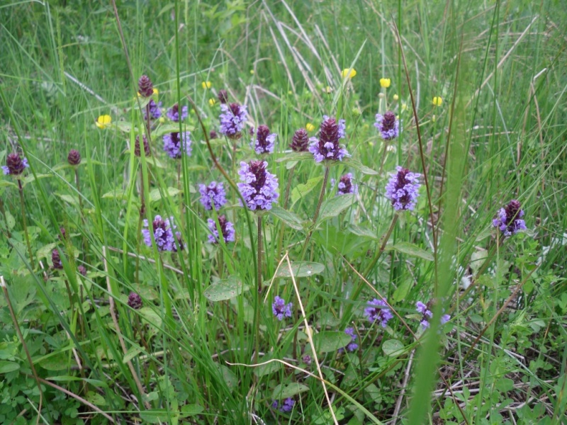 Изображение особи Prunella vulgaris.