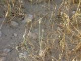 Allium artemisietorum. Расцветающие растения. Израиль, г. Беэр-Шева, рудеральное местообитание. 24.04.2013.