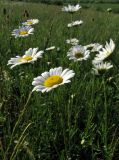 Leucanthemum ircutianum. Цветущие растения. Крым, окр. с. Перевальное, ур. Аян, луг. 17 мая 2013 г.