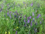 Vicia villosa