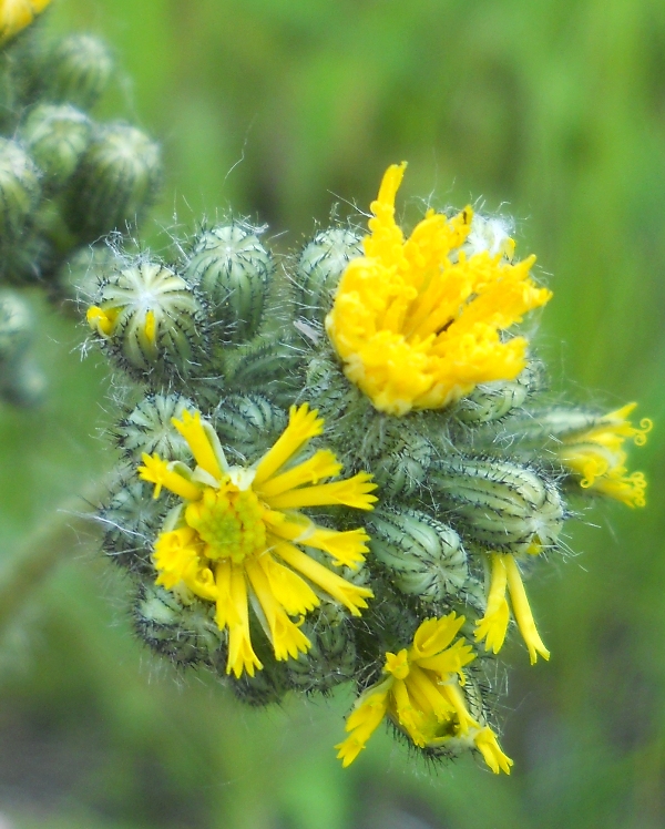 Изображение особи Pilosella novosibirskensis.