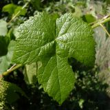 Vitis vinifera. Лист. Ростовская обл., Куйбышевский р-н, окр. с. Лысогорка, нижняя часть мелового склона правого коренного берега р. Тузлов. 28.05.2013.