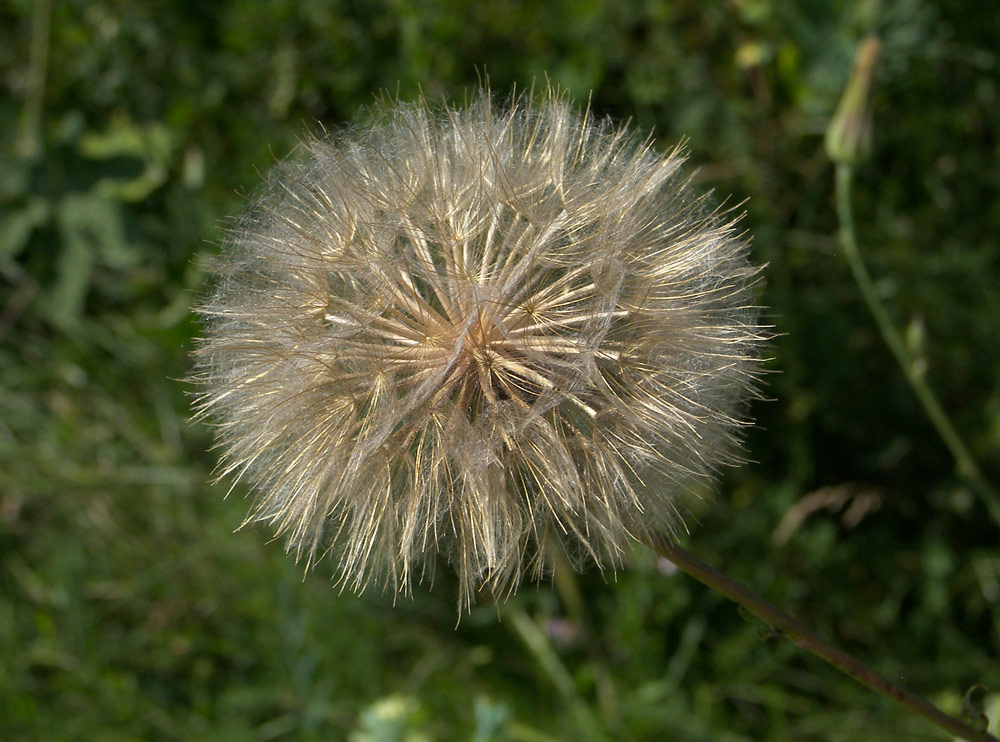 Изображение особи Tragopogon dasyrhynchus.