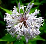 Asperula caucasica