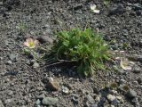 Papaver alboroseum. Цветущее растение. Камчатский край, Елизовский район, окр. г. Петропавловск-Камчатский, с.-з. склон вулкана Козельский, каменисто-щебнистая горная тундра на выс. 650 м н.у.м. 20.07.2014.