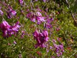 Lespedeza thunbergii