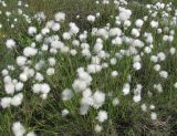 Eriophorum vaginatum