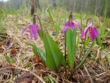 Erythronium sibiricum. Цветущее растение. Новосибирская обл., Искитимский р-н, Бердские скалы, долина р. Бердь, первая терраса, опушка соснового бора. 11.05.2016.