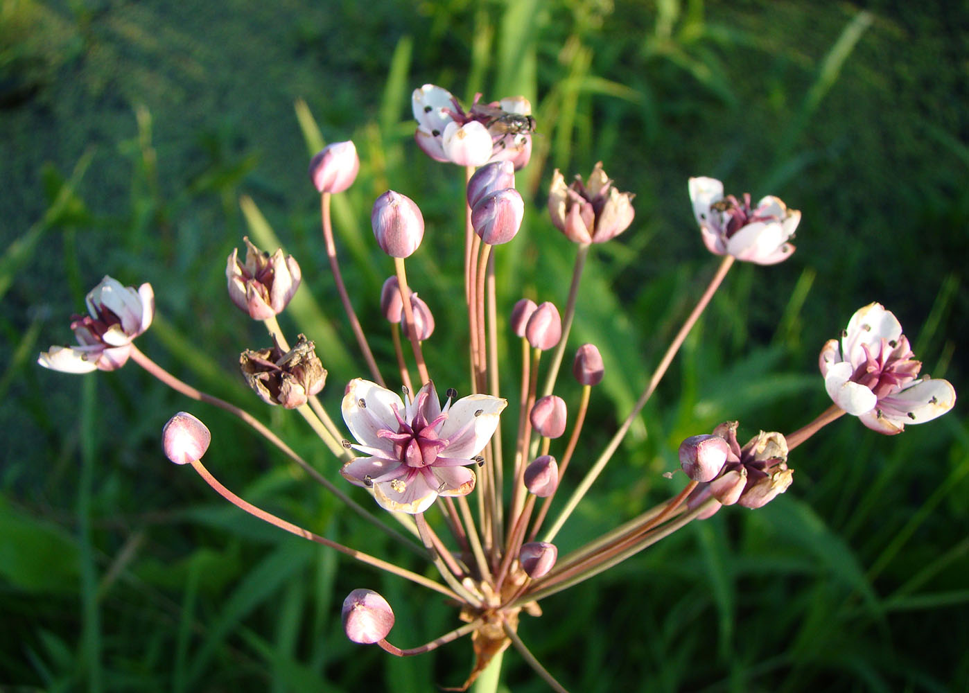 Изображение особи Butomus umbellatus.