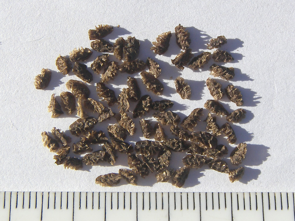 Image of Aconitum nasutum specimen.