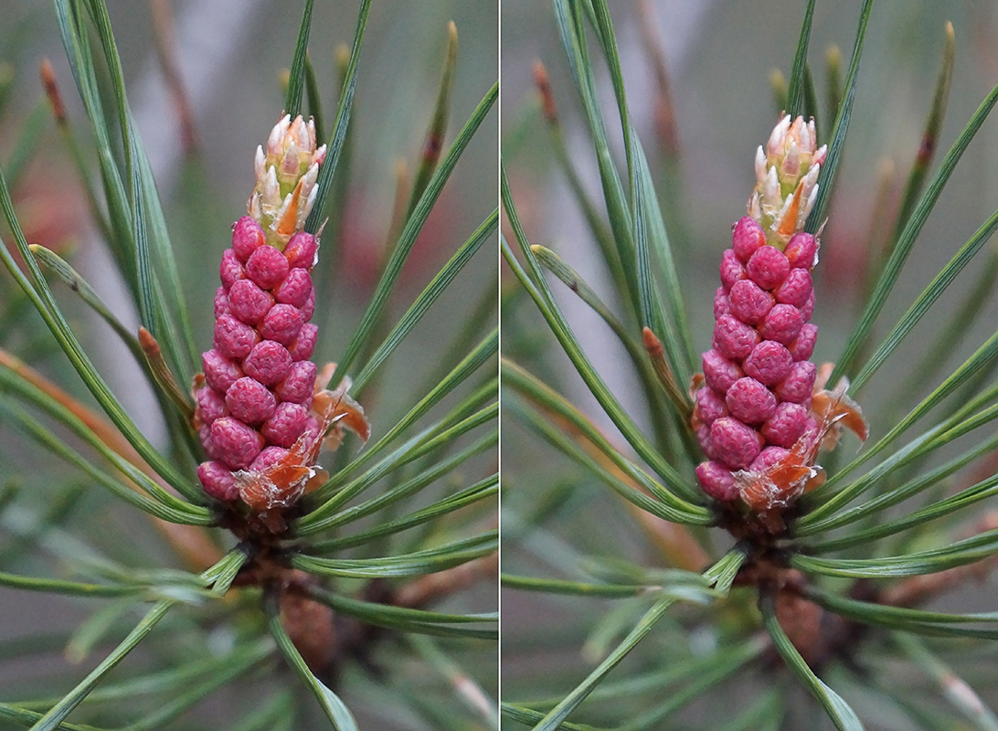 Изображение особи Pinus sylvestris.