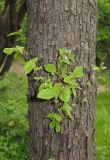 Ostrya virginiana. Часть ствола с молодыми побегами. Грузия, г. Тбилиси, Центральный ботанический сад АН Грузии. 23.04.2017.