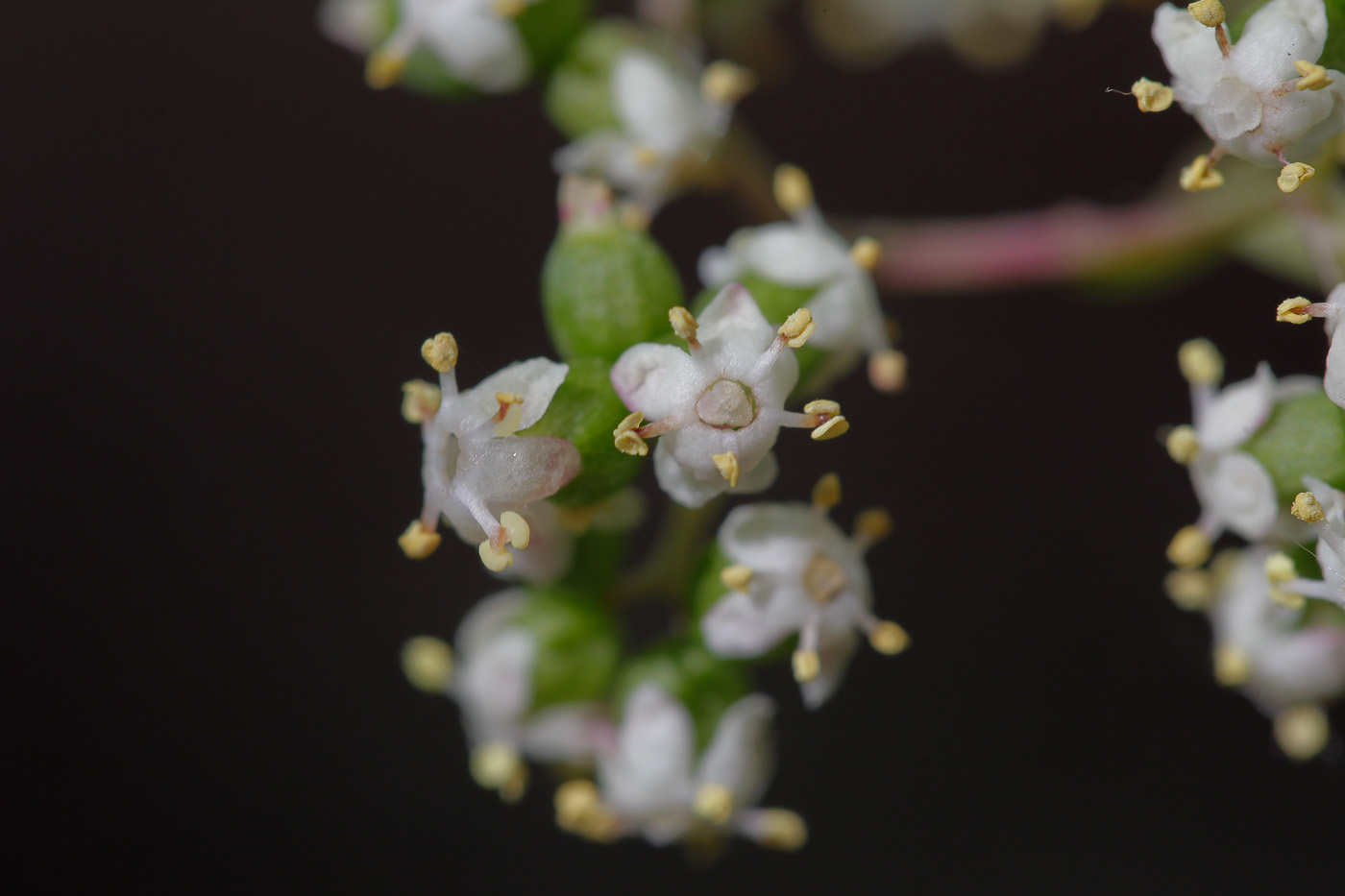 Изображение особи Sambucus racemosa.