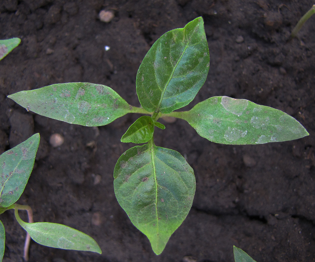 Изображение особи Capsicum annuum.