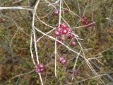 Lonicera xylosteum