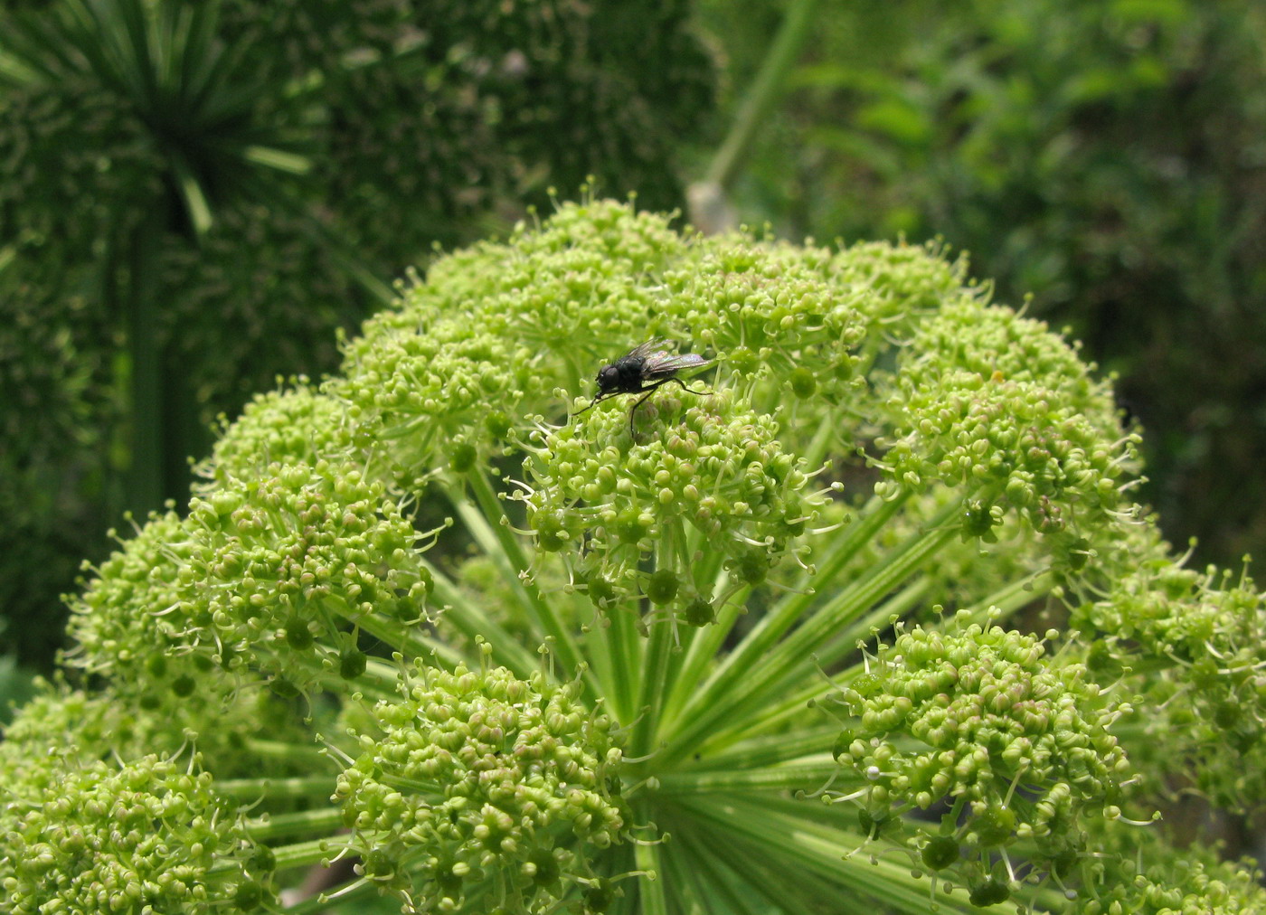 Изображение особи Archangelica sajanensis.