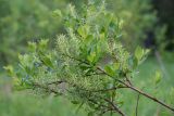 Salix starkeana