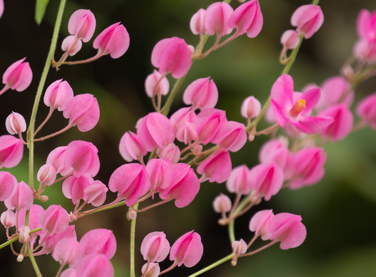 Изображение особи Antigonon leptopus.