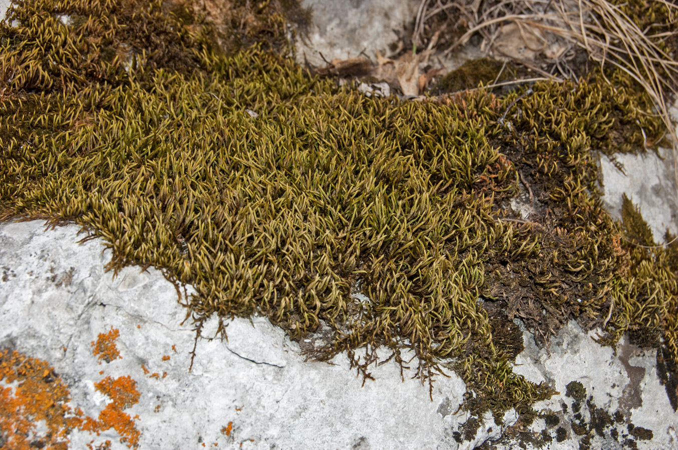 Изображение особи отдел Bryophyta.