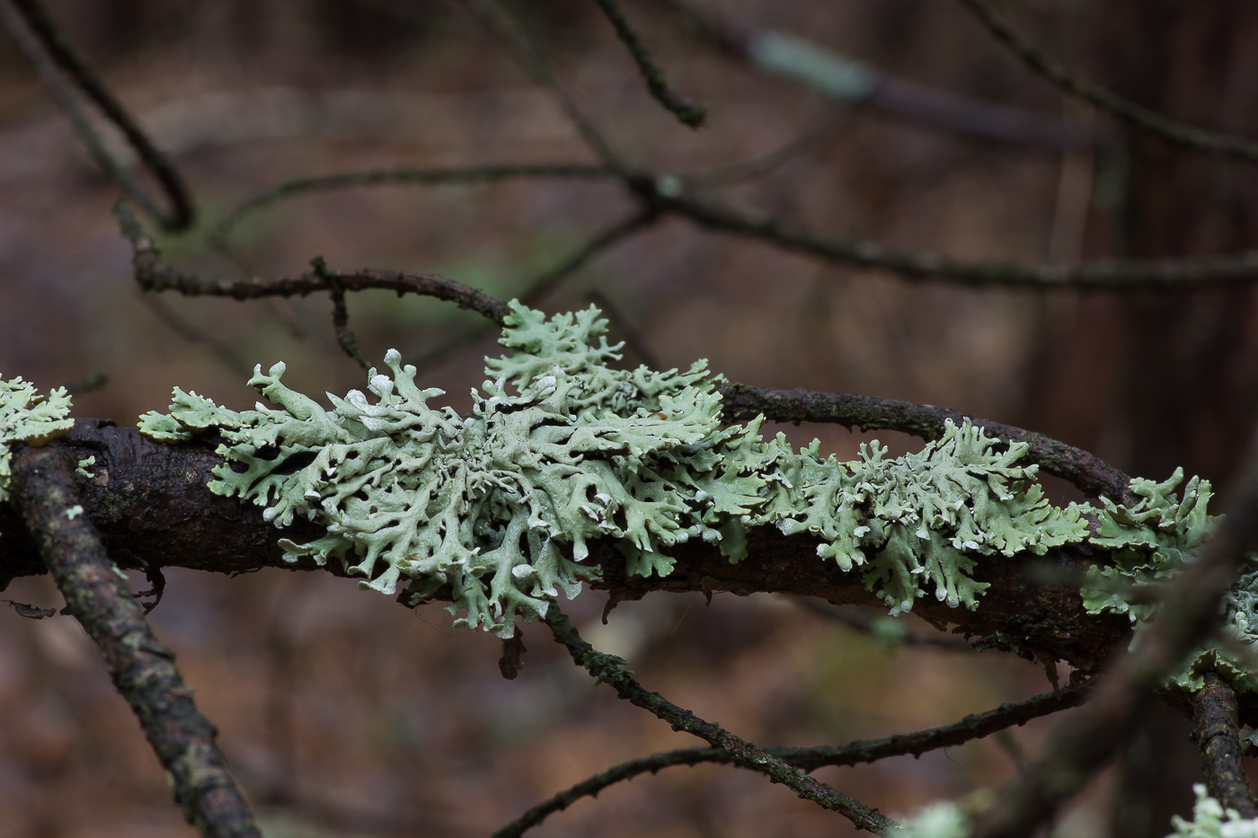 Изображение особи Hypogymnia physodes.