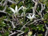 Ornithogalum pumilum