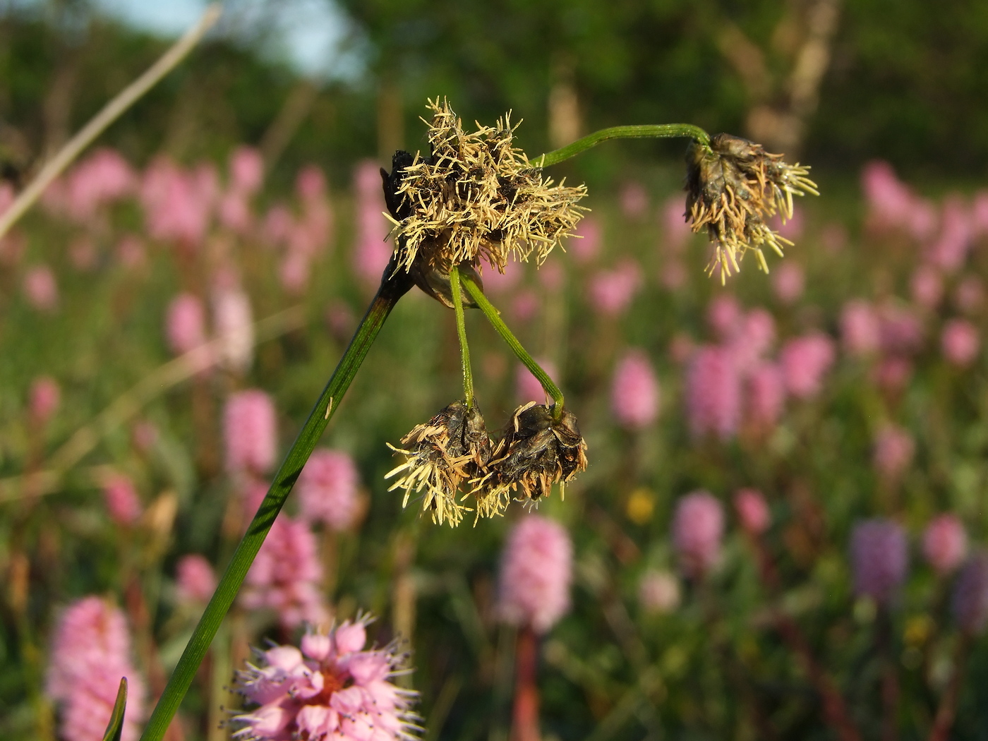 Изображение особи Scirpus maximowiczii.