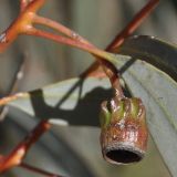 род Eucalyptus