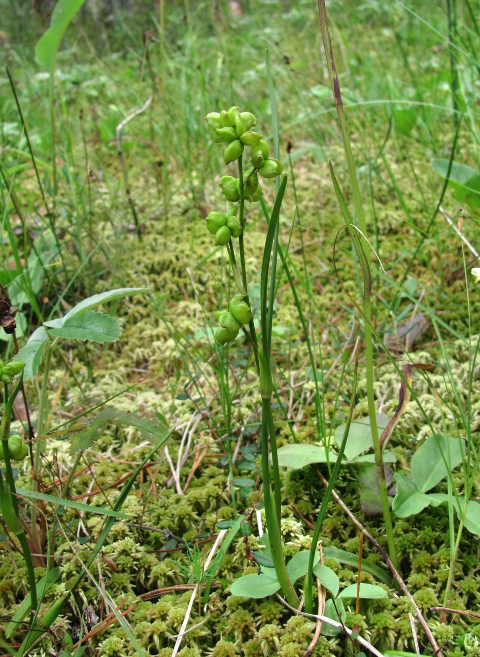 Изображение особи Scheuchzeria palustris.