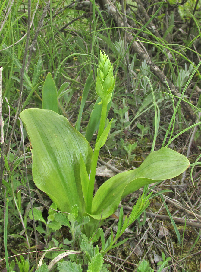 Image of Platanthera chlorantha specimen.