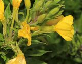 Oenothera rubricaulis