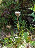 Erigeron eriocephalus